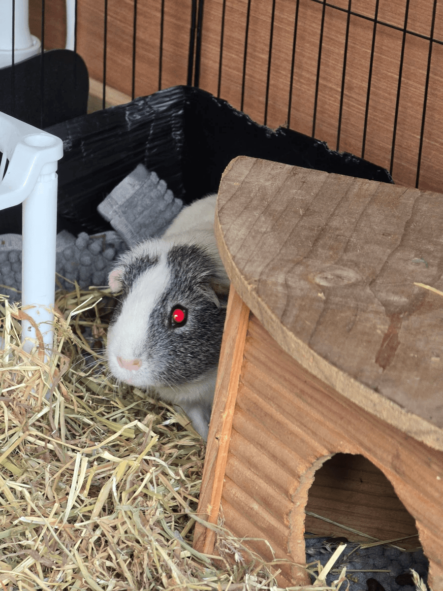 Your support helps us rescue and rehome guinea pigs in need. Welcome to Wheekwood Sanctuary Guinea Pig rescue and rehoming