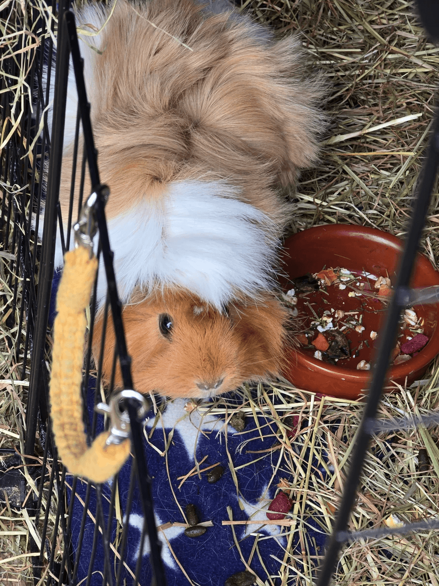 Your support helps us rescue and rehome guinea pigs in need. Welcome to Wheekwood Sanctuary Guinea Pig rescue and rehoming
