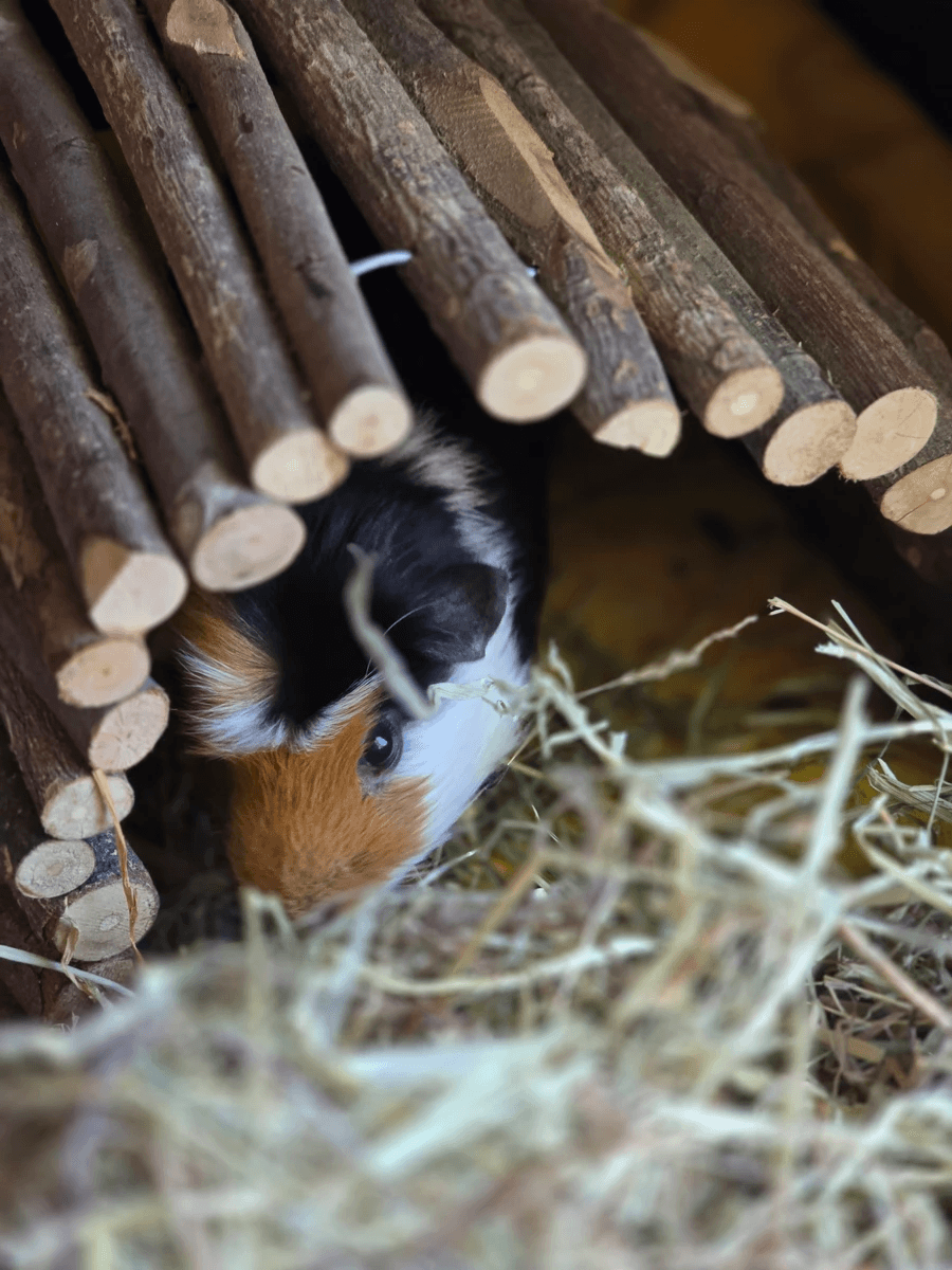 Your support helps us rescue and rehome guinea pigs in need. Welcome to Wheekwood Sanctuary Guinea Pig rescue and rehoming