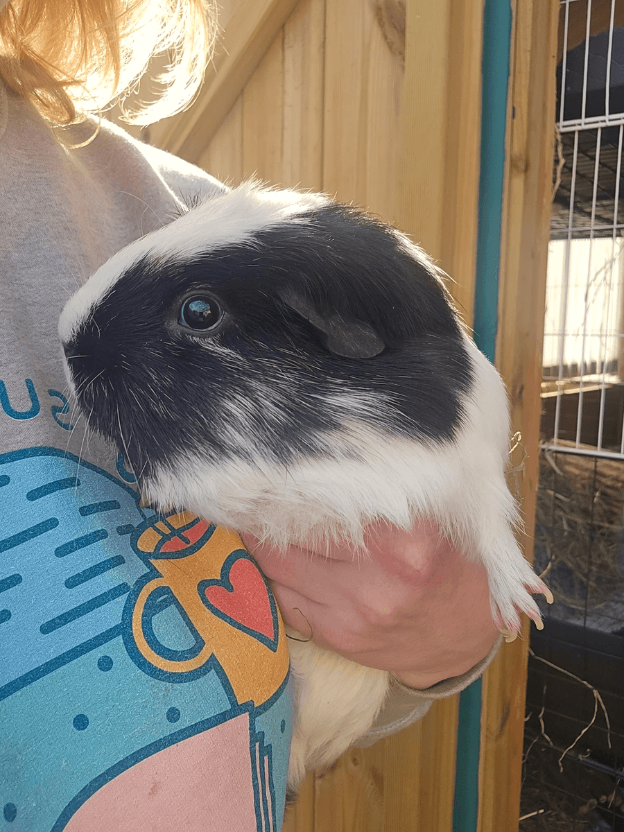 Your support helps us rescue and rehome guinea pigs in need. Welcome to Wheekwood Sanctuary Guinea Pig rescue and rehoming