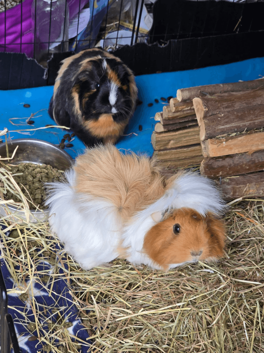 Your support helps us rescue and rehome guinea pigs in need. Welcome to Wheekwood Sanctuary Guinea Pig rescue and rehoming