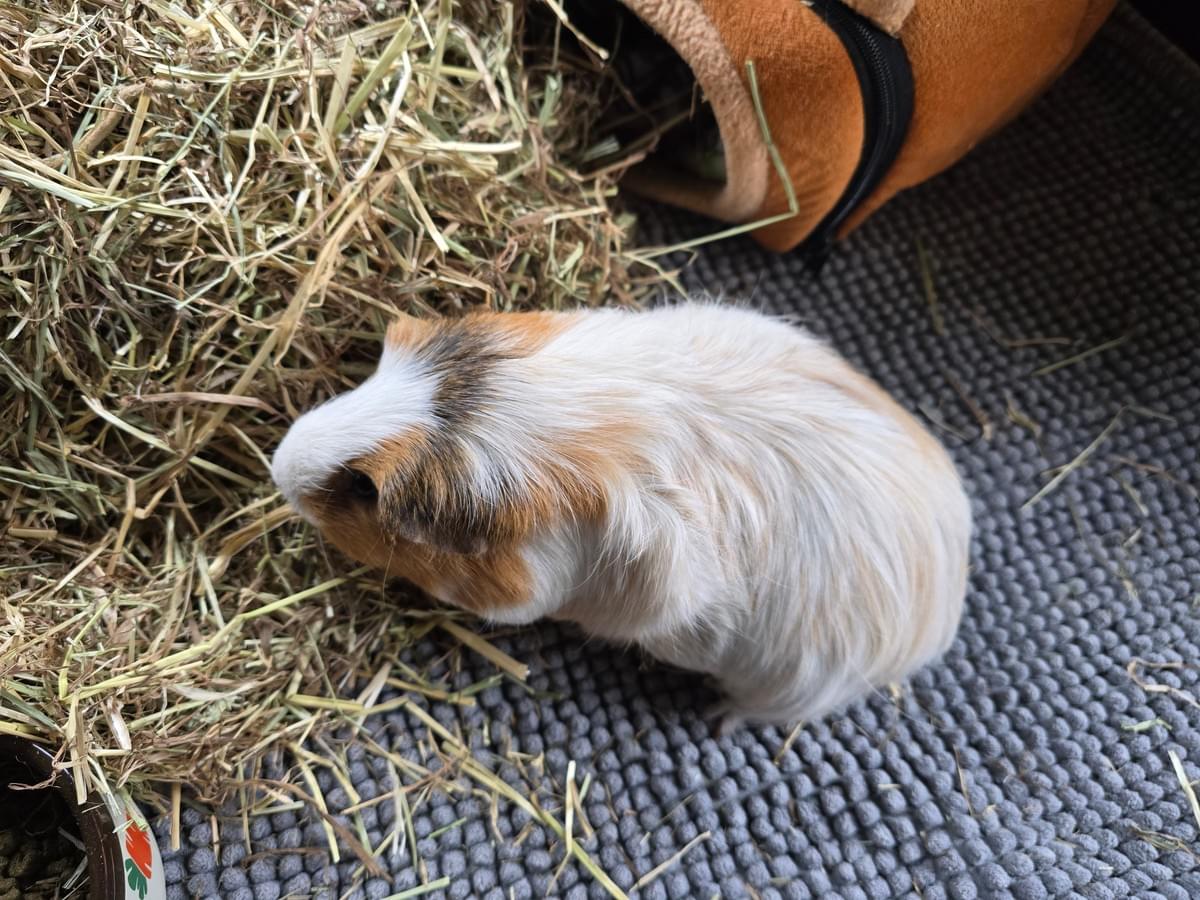 Your support helps us rescue and rehome guinea pigs in need. Welcome to Wheekwood Sanctuary Guinea Pig rescue and rehoming