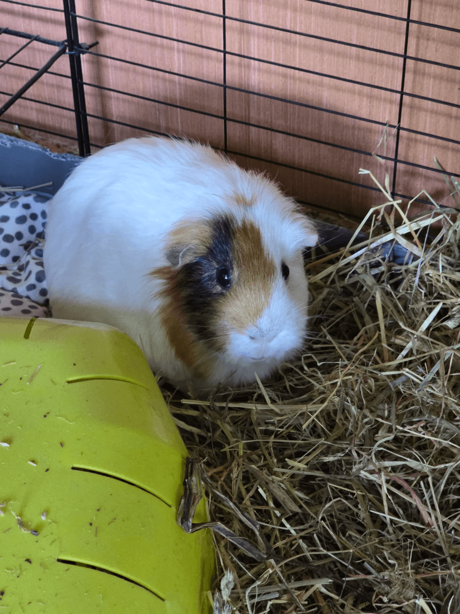 Your support helps us rescue and rehome guinea pigs in need. Welcome to Wheekwood Sanctuary Guinea Pig rescue and rehoming