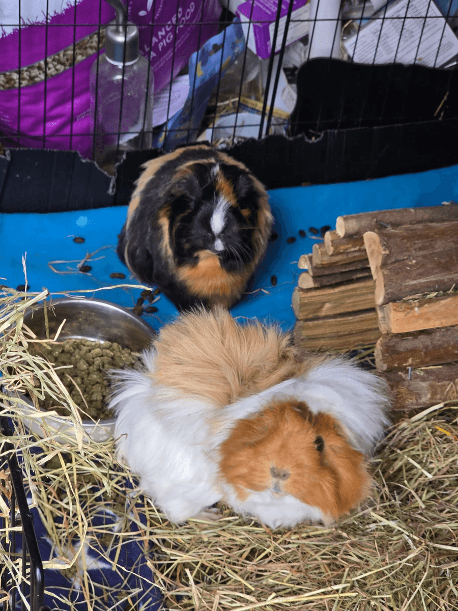 Your support helps us rescue and rehome guinea pigs in need. Welcome to Wheekwood Sanctuary Guinea Pig rescue and rehoming