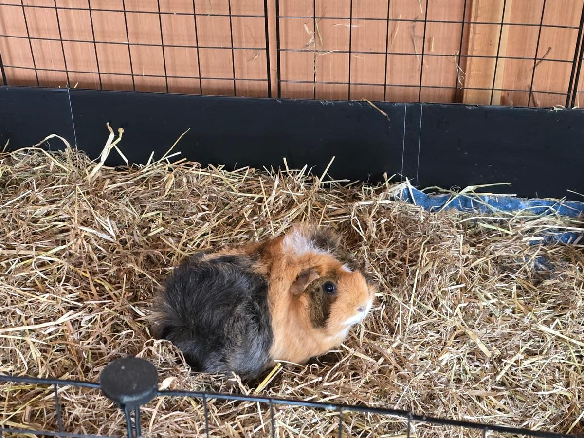 Your support helps us rescue and rehome guinea pigs in need. Welcome to Wheekwood Sanctuary Guinea Pig rescue and rehoming