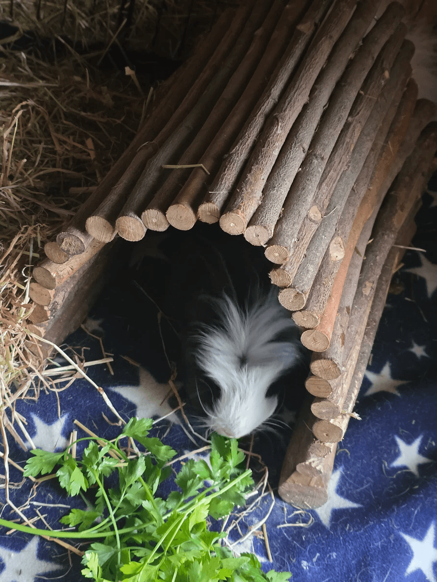 Your support helps us rescue and rehome guinea pigs in need. Welcome to Wheekwood Sanctuary Guinea Pig rescue and rehoming