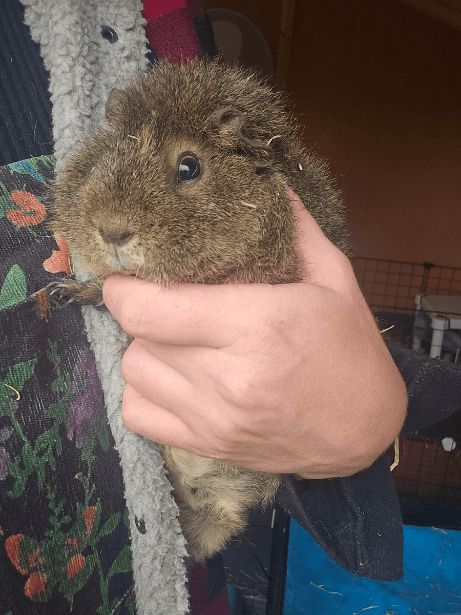 Your support helps us rescue and rehome guinea pigs in need. Welcome to Wheekwood Sanctuary Guinea Pig rescue and rehoming