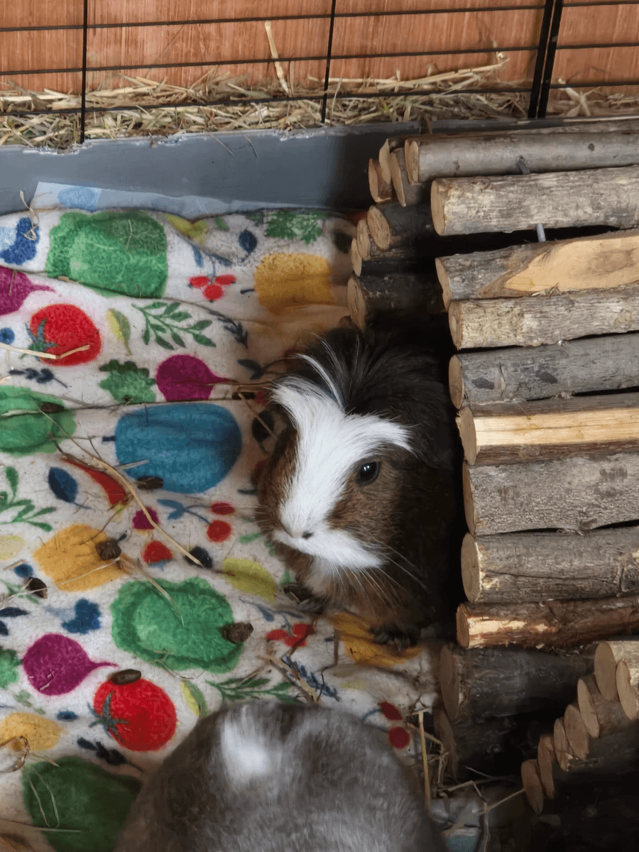 Your support helps us rescue and rehome guinea pigs in need. Welcome to Wheekwood Sanctuary Guinea Pig rescue and rehoming Your support helps us rescue and rehome guinea pigs in need. Welcome to Wheekwood Sanctuary Guinea Pig rescue and rehoming