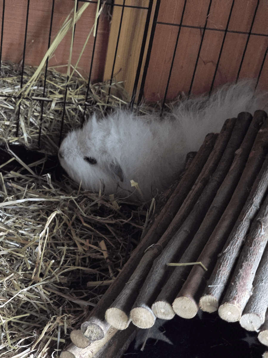 Your support helps us rescue and rehome guinea pigs in need. Welcome to Wheekwood Sanctuary Guinea Pig rescue and rehoming