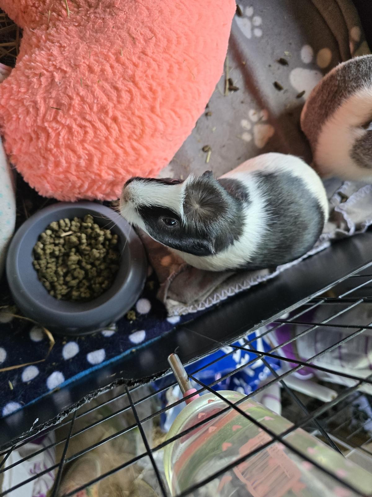 Your support helps us rescue and rehome guinea pigs in need. Welcome to Wheekwood Sanctuary Guinea Pig rescue and rehoming