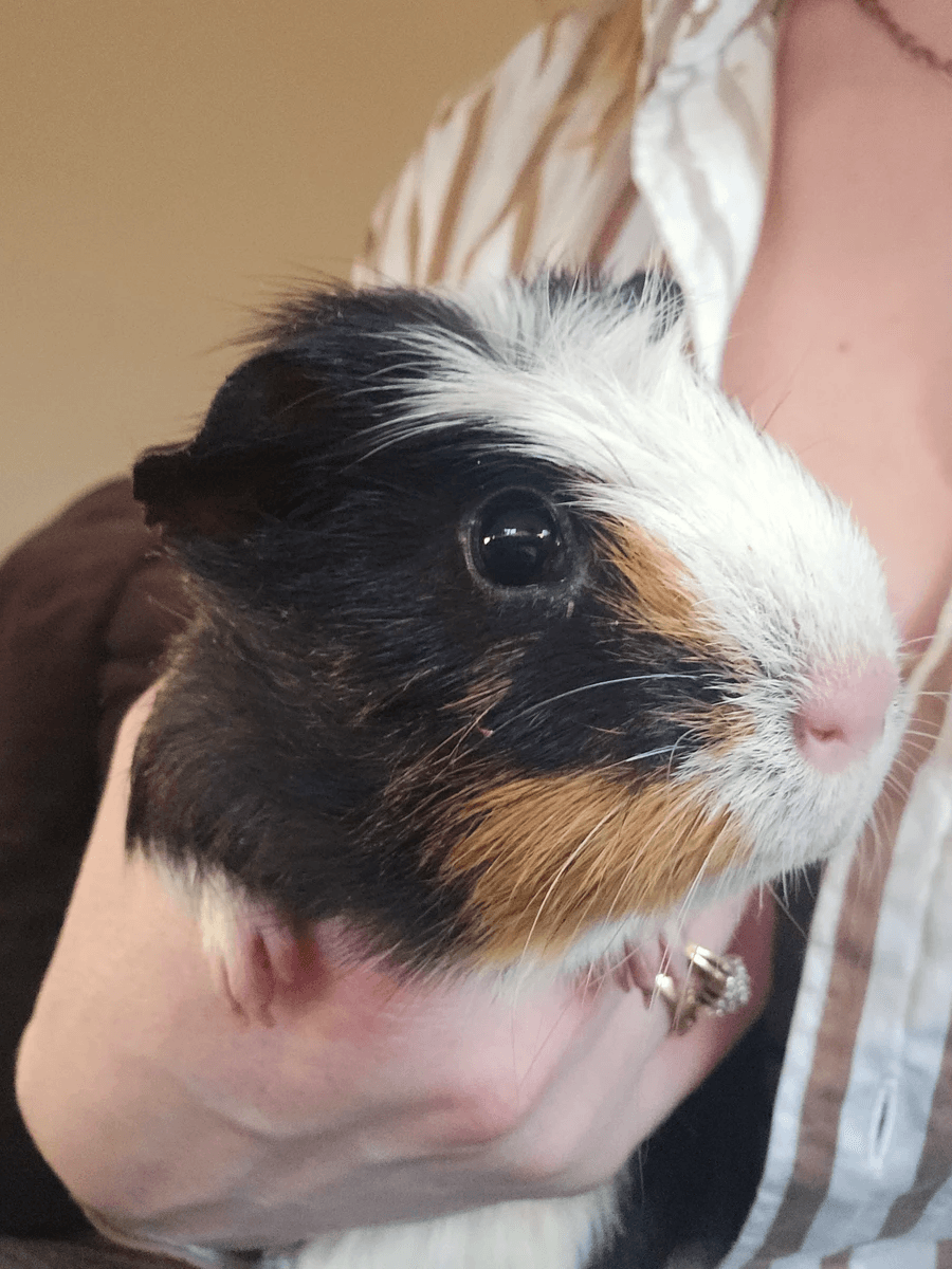 Your support helps us rescue and rehome guinea pigs in need. Welcome to Wheekwood Sanctuary Guinea Pig rescue and rehoming