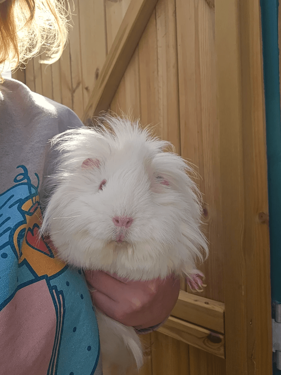 Your support helps us rescue and rehome guinea pigs in need. Welcome to Wheekwood Sanctuary Guinea Pig rescue and rehoming