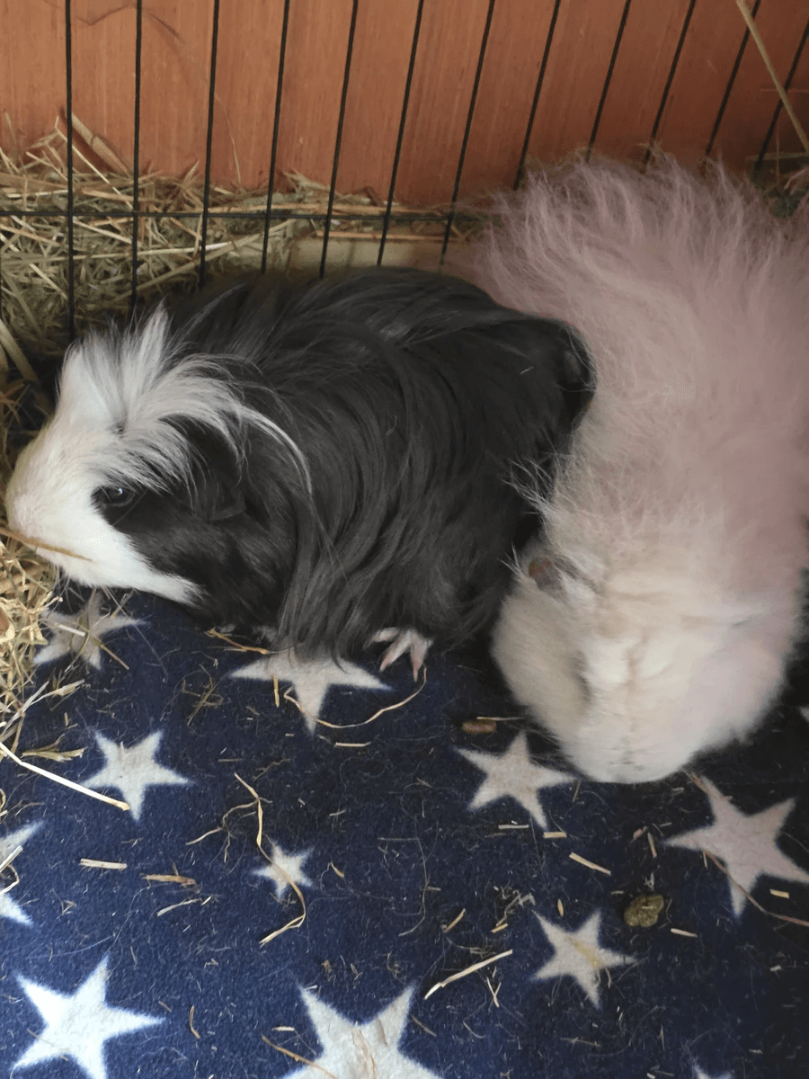 Your support helps us rescue and rehome guinea pigs in need. Welcome to Wheekwood Sanctuary Guinea Pig rescue and rehoming