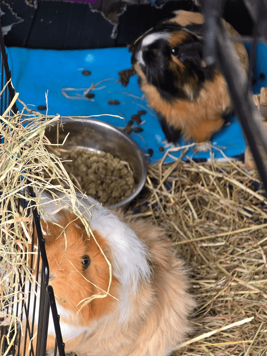 Your support helps us rescue and rehome guinea pigs in need. Welcome to Wheekwood Sanctuary Guinea Pig rescue and rehoming
