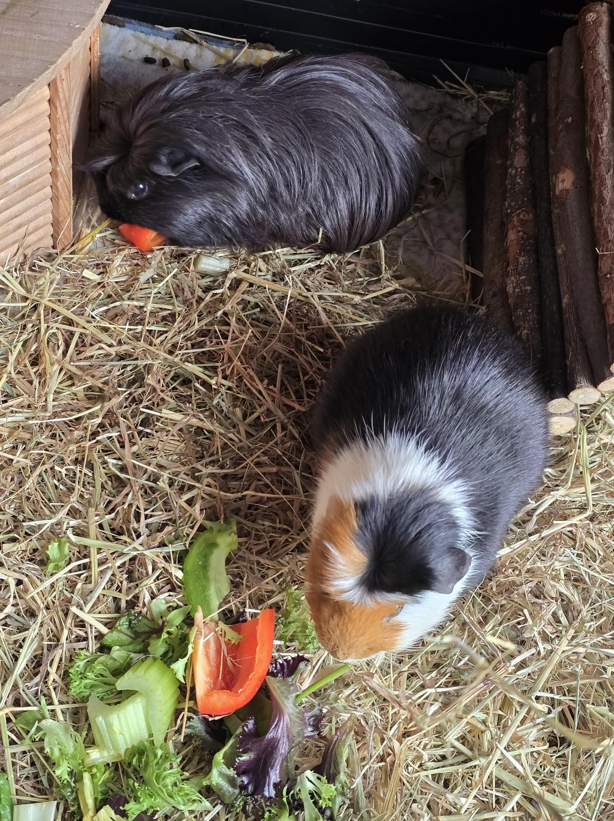 Your support helps us rescue and rehome guinea pigs in need. Welcome to Wheekwood Sanctuary Guinea Pig rescue and rehoming
