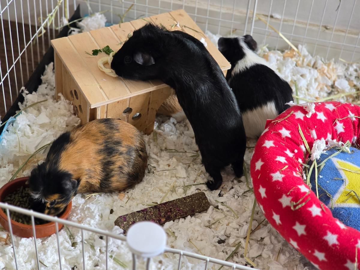 Your support helps us rescue and rehome guinea pigs in need. Welcome to Wheekwood Sanctuary Guinea Pig rescue and rehoming