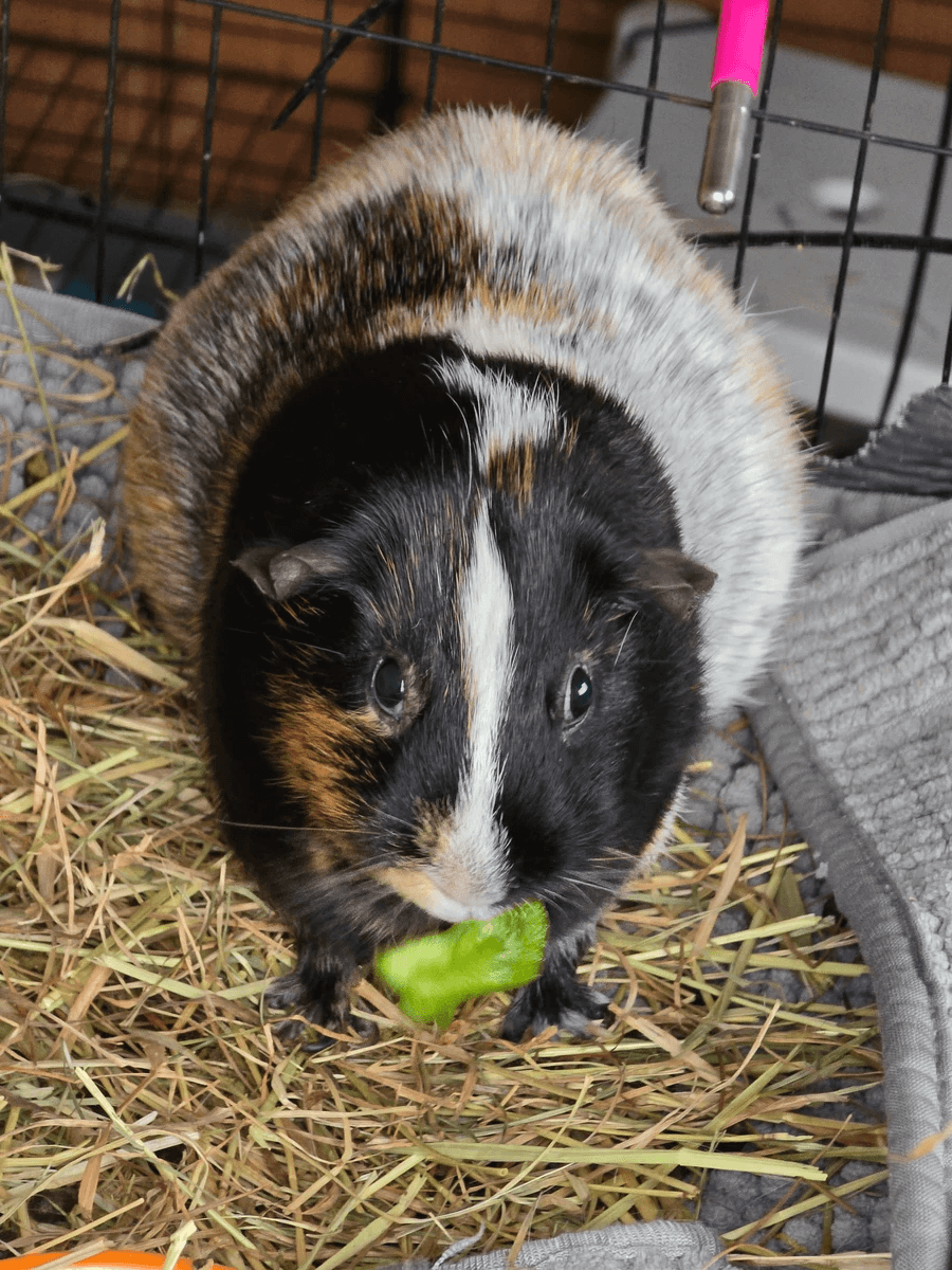 Your support helps us rescue and rehome guinea pigs in need. Welcome to Wheekwood Sanctuary Guinea Pig rescue and rehoming