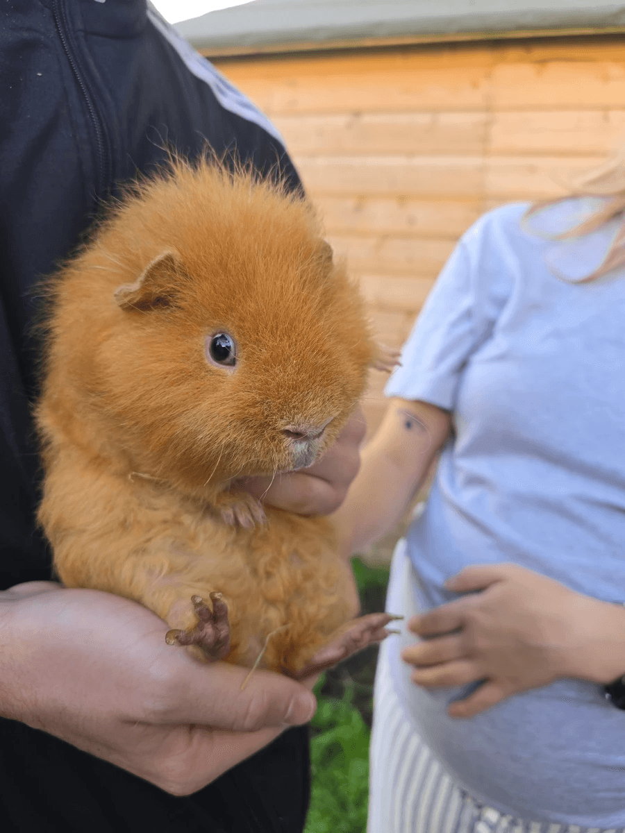Your support helps us rescue and rehome guinea pigs in need. Welcome to Wheekwood Sanctuary Guinea Pig rescue and rehoming