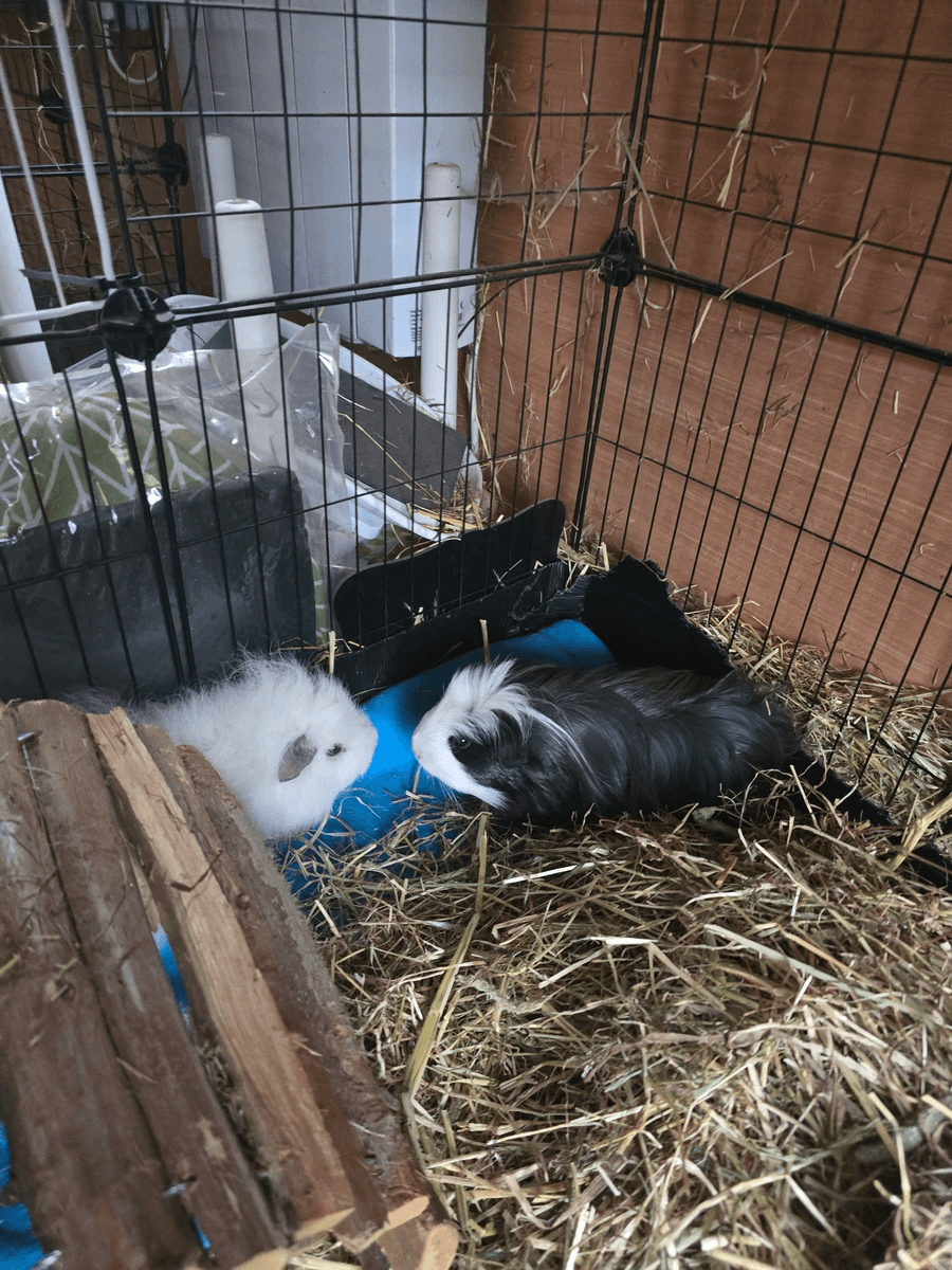 Your support helps us rescue and rehome guinea pigs in need. Welcome to Wheekwood Sanctuary Guinea Pig rescue and rehoming