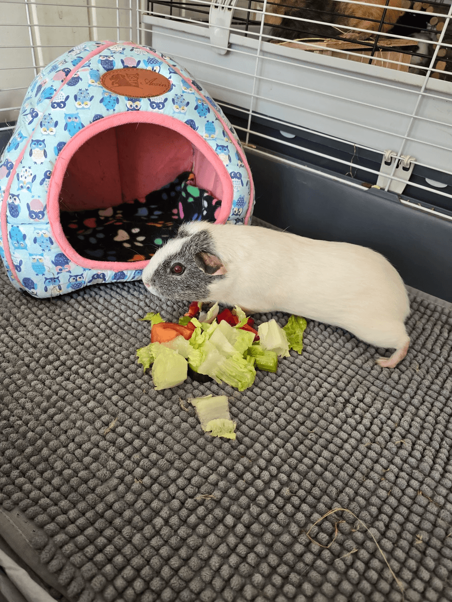 Your support helps us rescue and rehome guinea pigs in need. Welcome to Wheekwood Sanctuary Guinea Pig rescue and rehoming