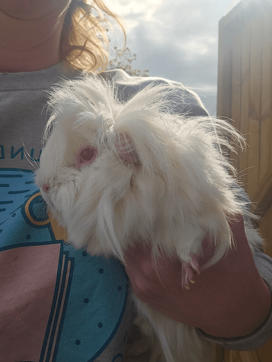 Your support helps us rescue and rehome guinea pigs in need. Welcome to Wheekwood Sanctuary Guinea Pig rescue and rehoming