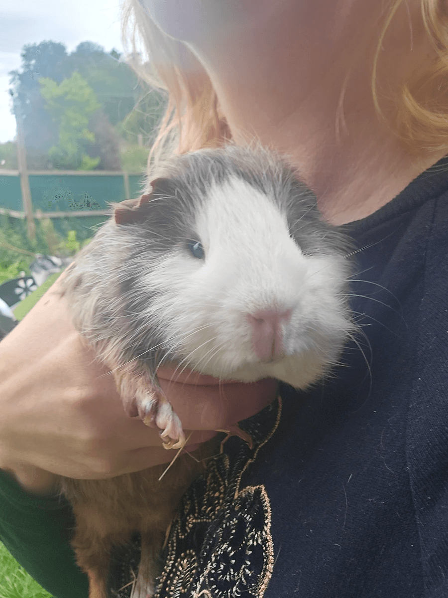 Your support helps us rescue and rehome guinea pigs in need. Welcome to Wheekwood Sanctuary Guinea Pig rescue and rehoming
