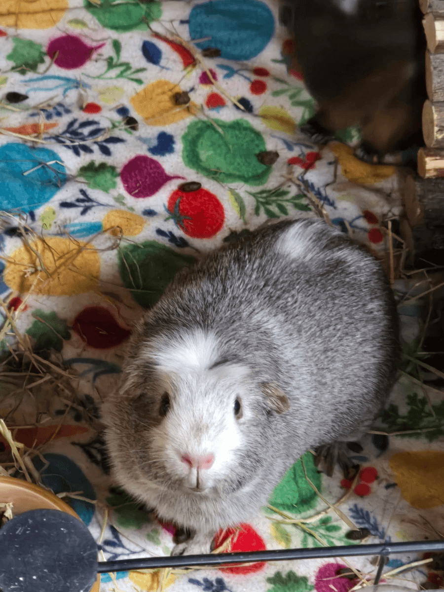 Your support helps us rescue and rehome guinea pigs in need. Welcome to Wheekwood Sanctuary Guinea Pig rescue and rehoming Your support helps us rescue and rehome guinea pigs in need. Welcome to Wheekwood Sanctuary Guinea Pig rescue and rehoming