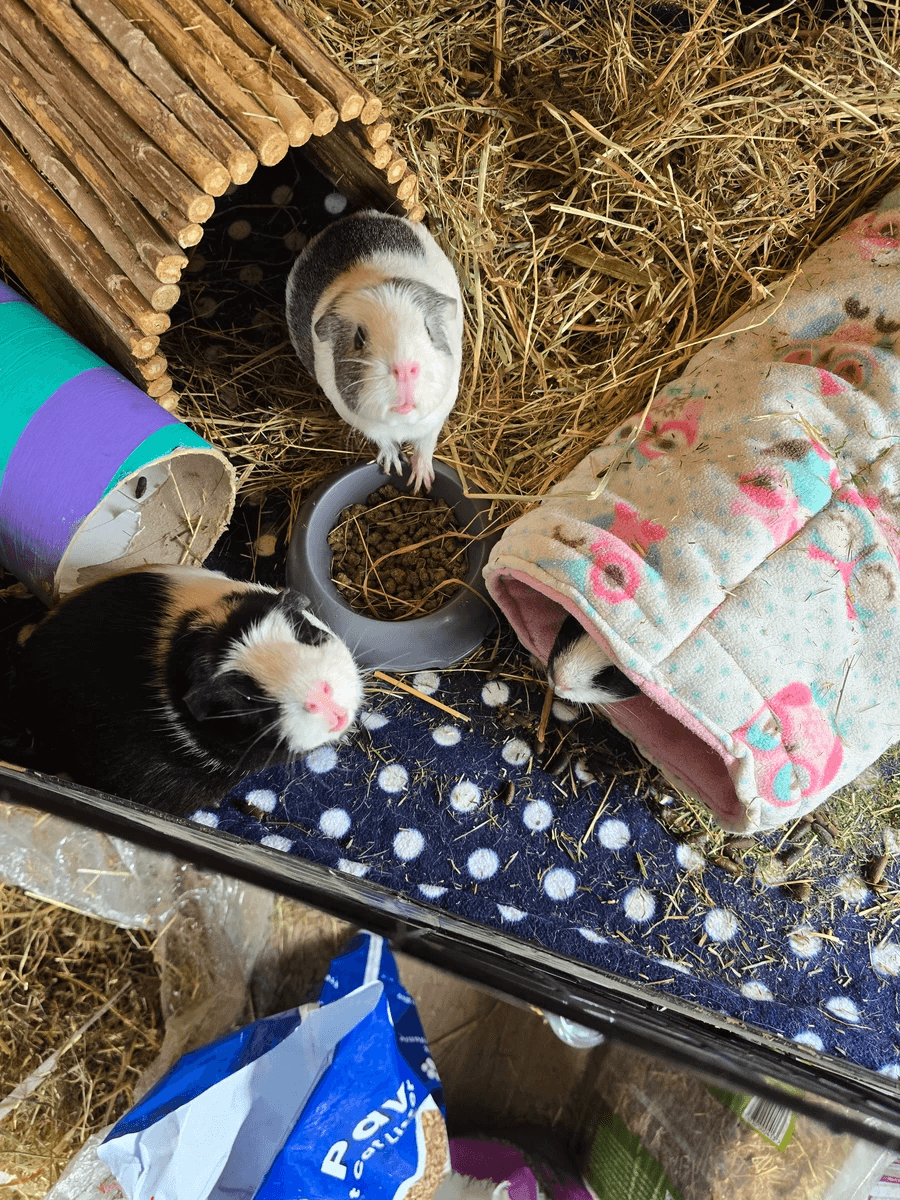 Your support helps us rescue and rehome guinea pigs in need. Welcome to Wheekwood Sanctuary Guinea Pig rescue and rehoming
