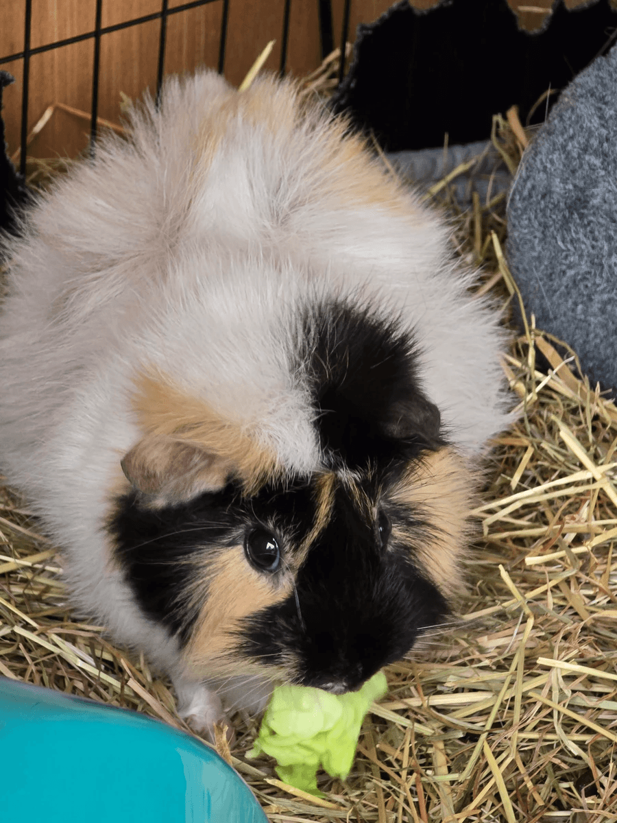 Your support helps us rescue and rehome guinea pigs in need. Welcome to Wheekwood Sanctuary Guinea Pig rescue and rehoming