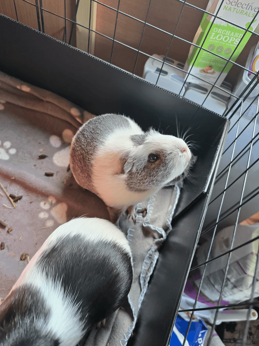 Your support helps us rescue and rehome guinea pigs in need. Welcome to Wheekwood Sanctuary Guinea Pig rescue and rehoming