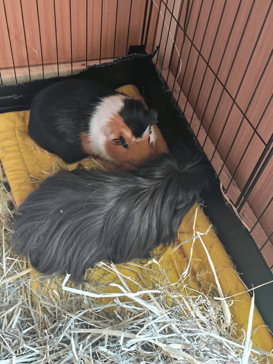 Your support helps us rescue and rehome guinea pigs in need. Welcome to Wheekwood Sanctuary Guinea Pig rescue and rehoming