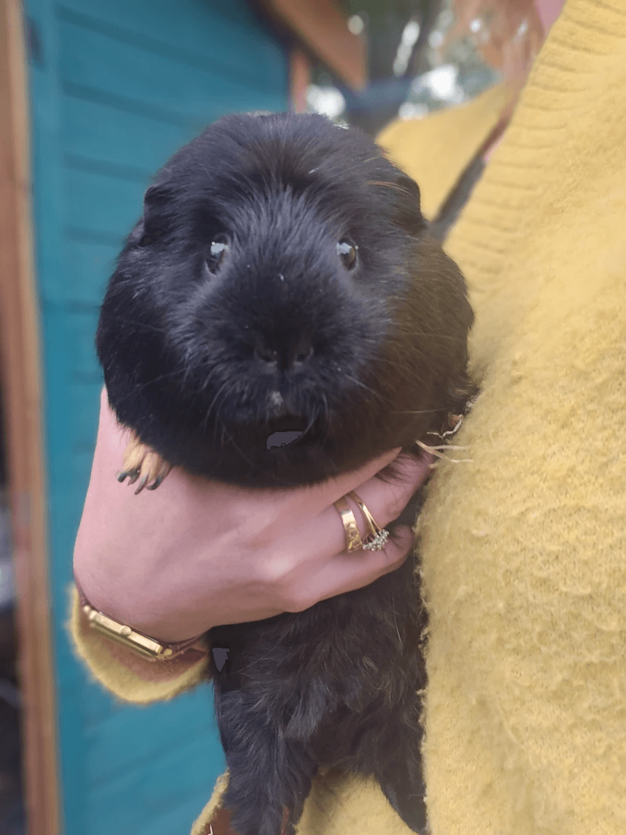 Your support helps us rescue and rehome guinea pigs in need. Welcome to Wheekwood Sanctuary Guinea Pig rescue and rehoming