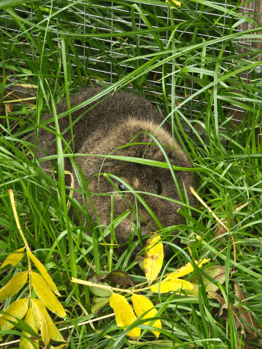 Your support helps us rescue and rehome guinea pigs in need. Welcome to Wheekwood Sanctuary Guinea Pig rescue and rehoming