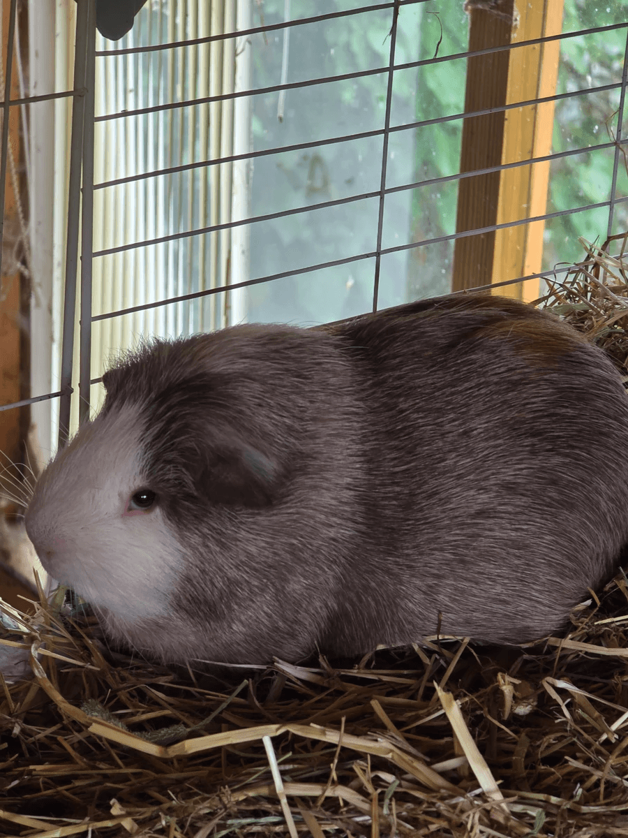 Your support helps us rescue and rehome guinea pigs in need. Welcome to Wheekwood Sanctuary Guinea Pig rescue and rehoming
