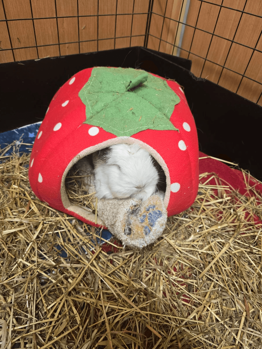 Your support helps us rescue and rehome guinea pigs in need. Welcome to Wheekwood Sanctuary Guinea Pig rescue and rehoming