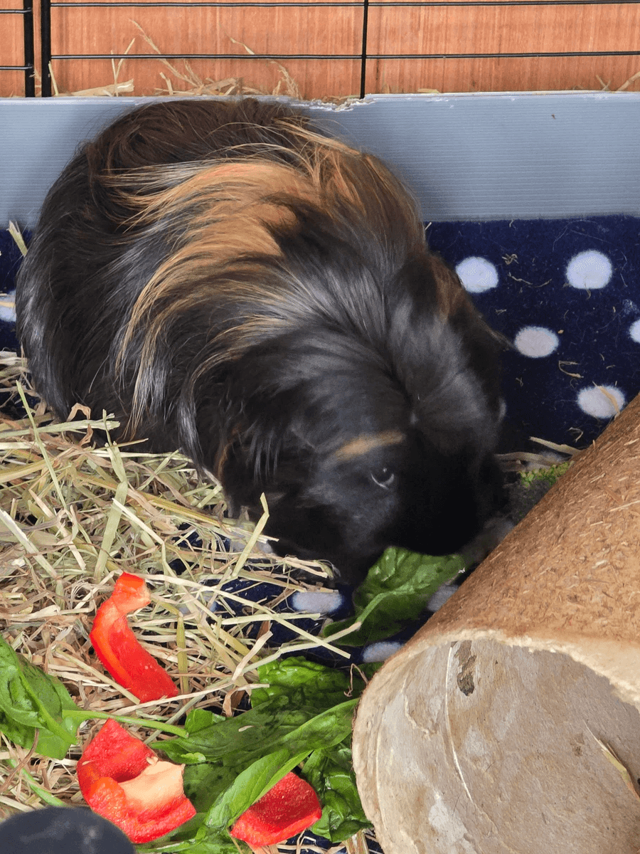 Your support helps us rescue and rehome guinea pigs in need. Welcome to Wheekwood Sanctuary Guinea Pig rescue and rehoming