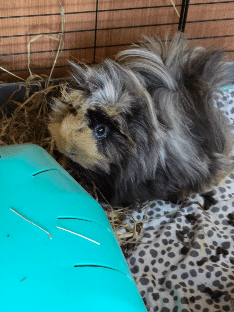 Your support helps us rescue and rehome guinea pigs in need. Welcome to Wheekwood Sanctuary Guinea Pig rescue and rehoming