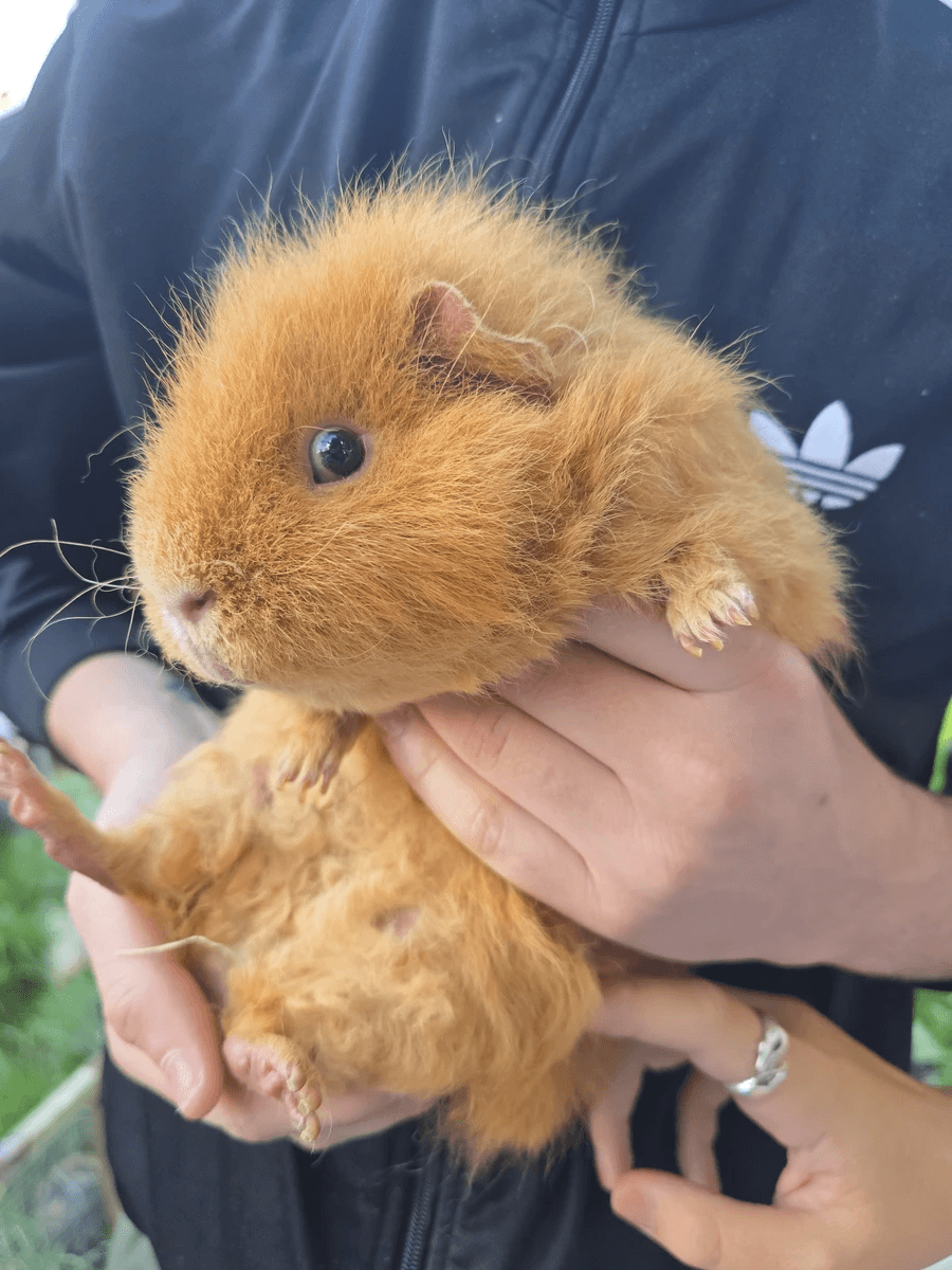 Your support helps us rescue and rehome guinea pigs in need. Welcome to Wheekwood Sanctuary Guinea Pig rescue and rehoming