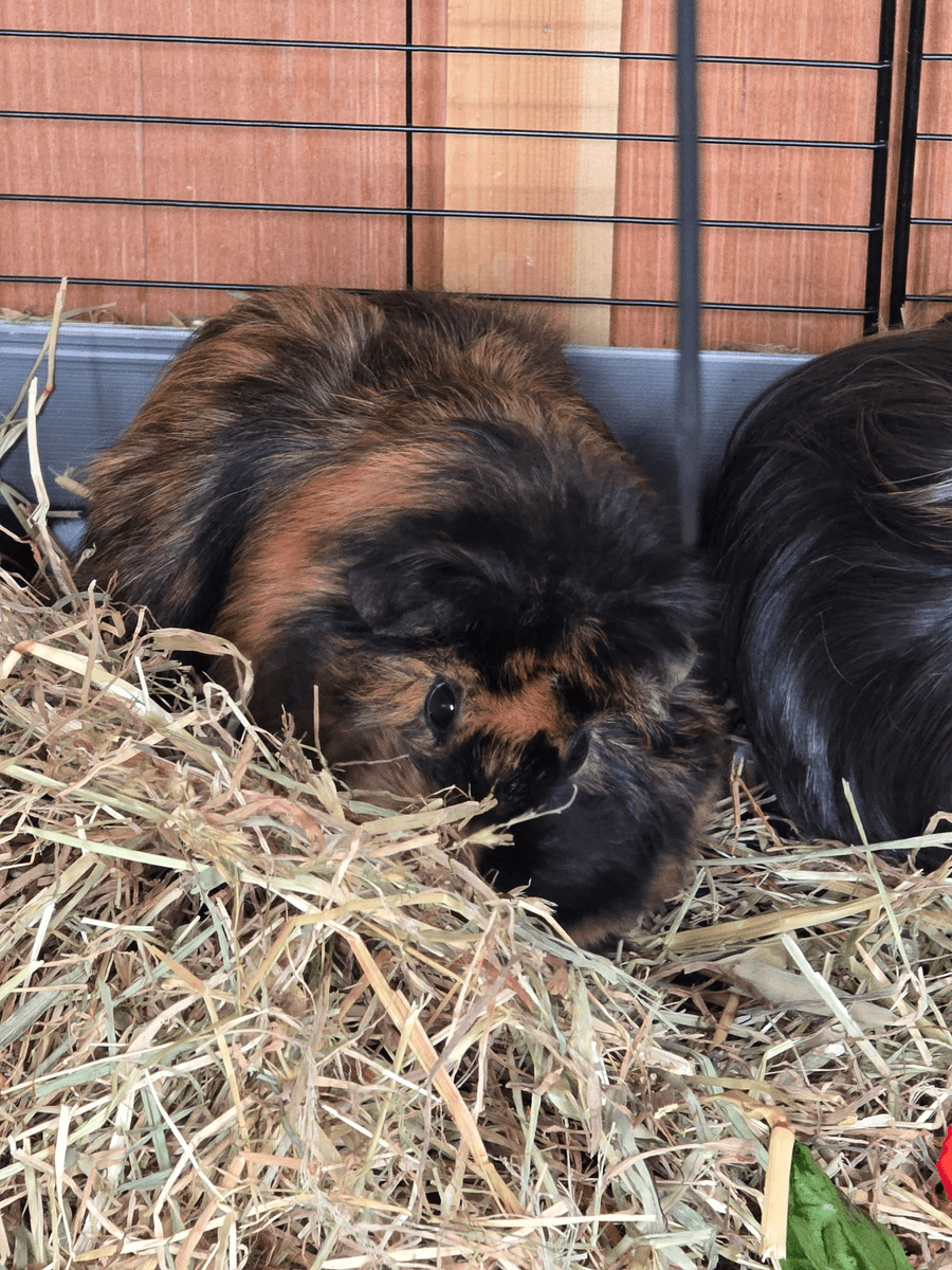 Your support helps us rescue and rehome guinea pigs in need. Welcome to Wheekwood Sanctuary Guinea Pig rescue and rehoming