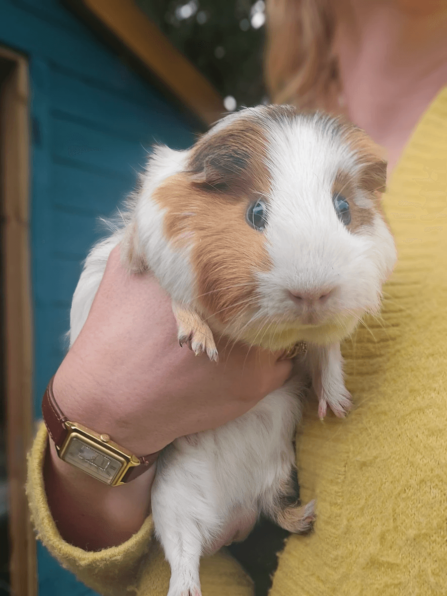 Your support helps us rescue and rehome guinea pigs in need. Welcome to Wheekwood Sanctuary Guinea Pig rescue and rehoming