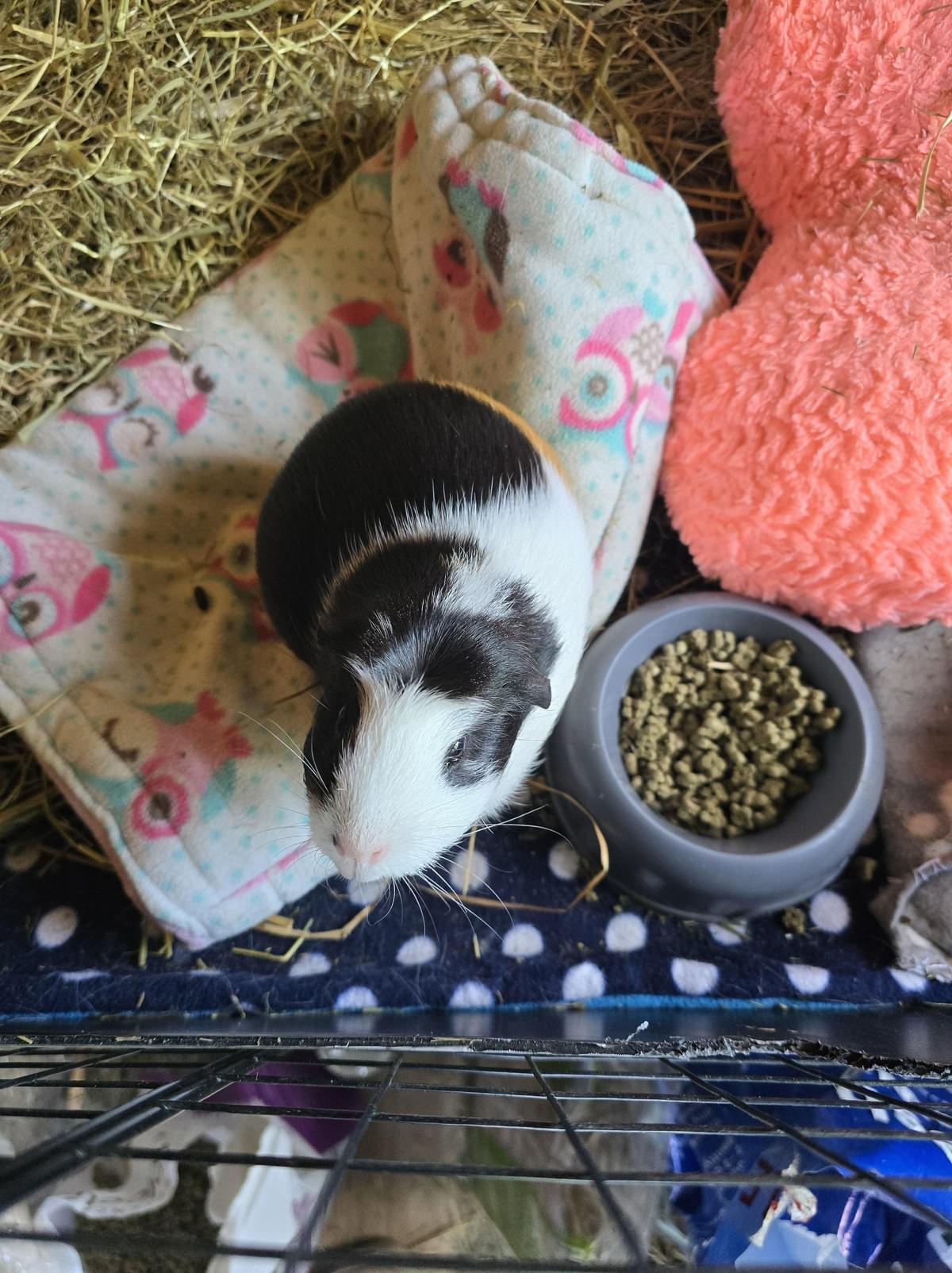 Your support helps us rescue and rehome guinea pigs in need. Welcome to Wheekwood Sanctuary Guinea Pig rescue and rehoming
