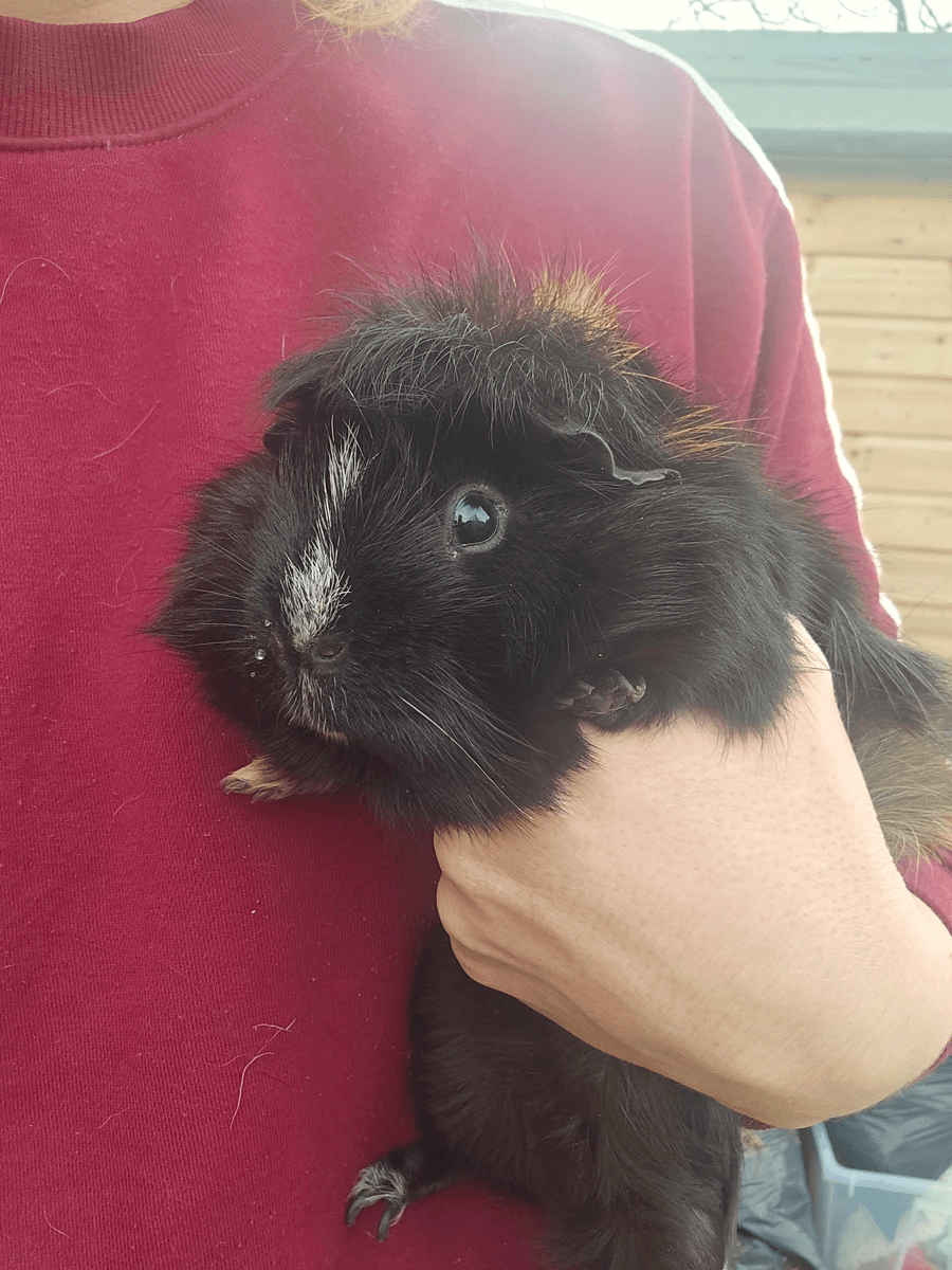 Your support helps us rescue and rehome guinea pigs in need. Welcome to Wheekwood Sanctuary Guinea Pig rescue and rehoming