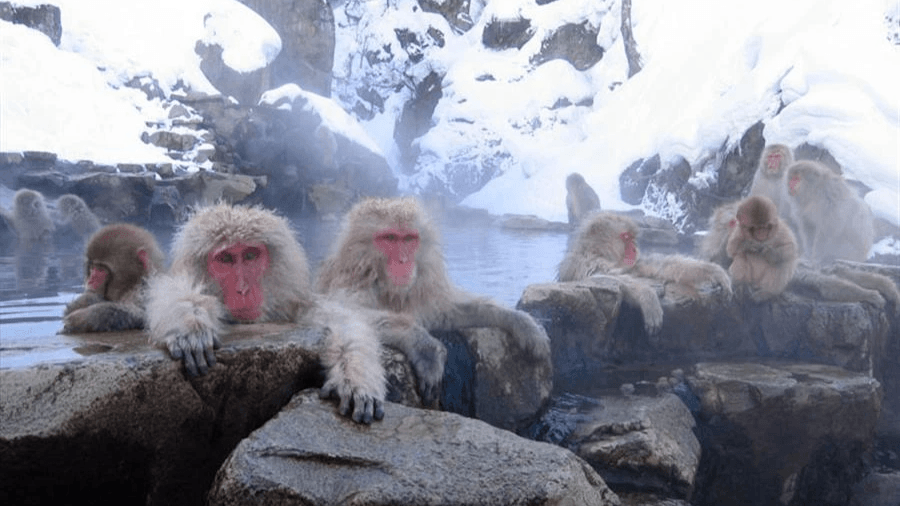 地獄谷雪猴