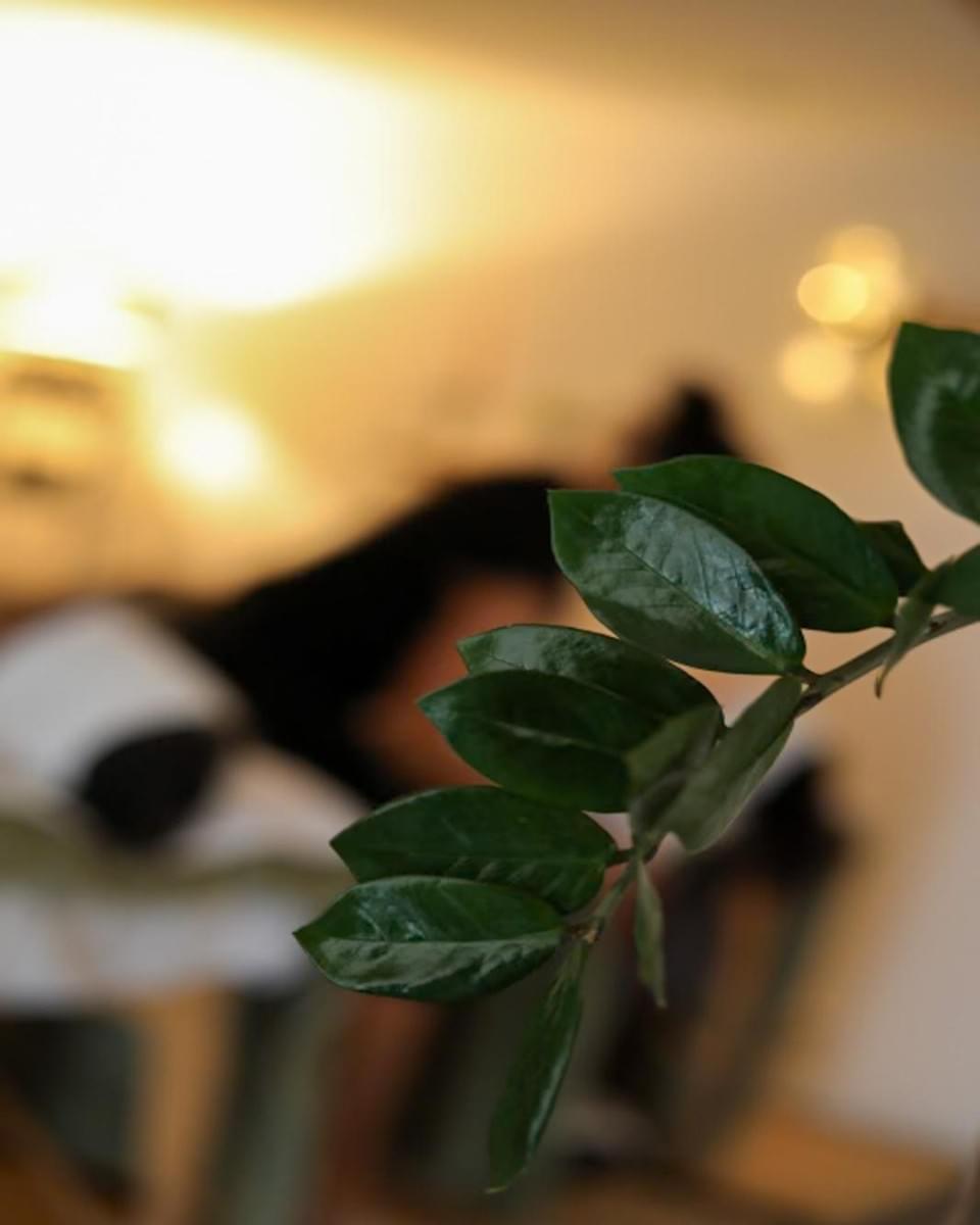 Ambiente cálido y tenue del estudio de masaje Les Alchimistes en Labenne, planta y luz dorada
