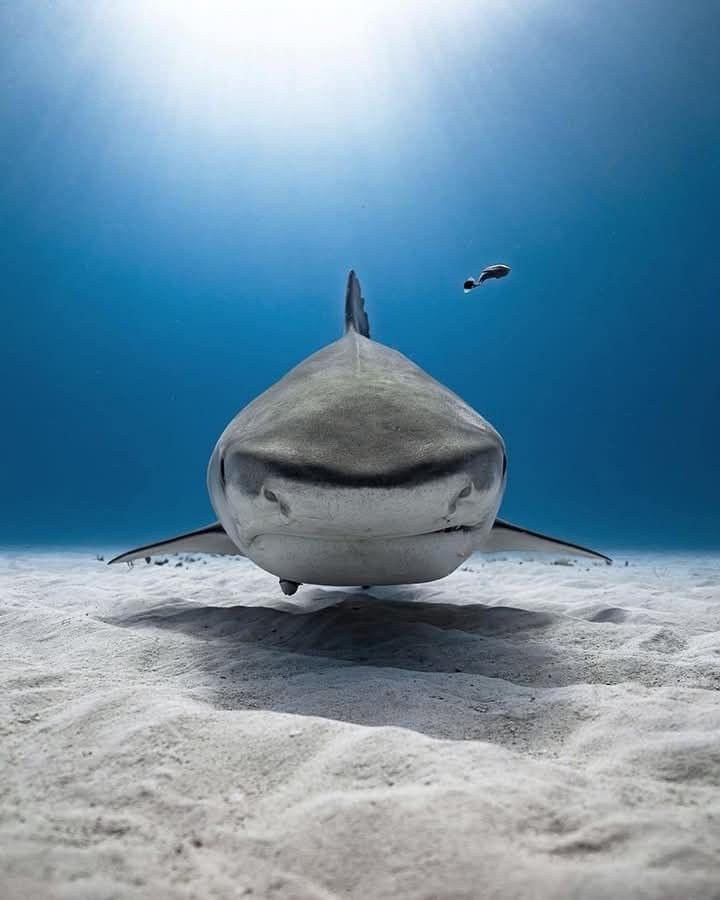 palm beach fl, social distancing, yacht, Lady Lara, bluearth,bluearth,blue,earth,wind,environment