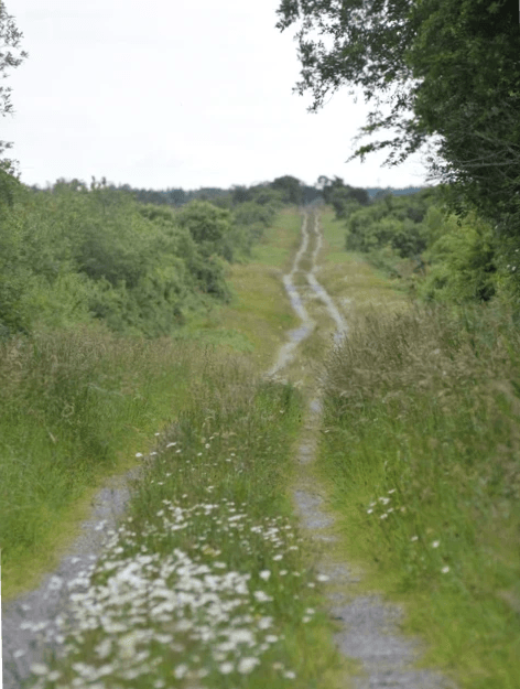 Students learn about the crucial role bogs play in carbon storage and climate regulation. Our lessons highlight the biodiversity found in these ecosystems and the impact of human activity on their health, emphasizing the need for conservation efforts. Ecological Importance What We Do where Galway's Living Bog classes offer a unique and immersive educational experience for schoolchildren. 

These classes are designed to introduce young learners to the rich biodiversity and ecological importance of Ireland's boglands. Through hands-on activities and interactive lessons, students explore the fascinating flora and fauna that make bogs their home, while also learning about the crucial role these ecosystems play in carbon storage and climate regulation. 

By fostering a deep appreciation and understanding of boglands, Bog School aims to inspire the next generation of environmental stewards, empowering them to protect and preserve these vital natural resources for the future.