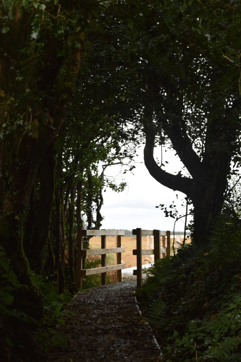 Our classes emphasize experiential education, allowing students to engage directly with the unique ecosystem of boglands. Through guided exploration and interactive activities, children discover the intricate relationships between various species and their environment. Hands-On Learning What We Do where Galway's Living Bog classes offer a unique and immersive educational experience for schoolchildren. 

These classes are designed to introduce young learners to the rich biodiversity and ecological importance of Ireland's boglands. Through hands-on activities and interactive lessons, students explore the fascinating flora and fauna that make bogs their home, while also learning about the crucial role these ecosystems play in carbon storage and climate regulation. 

By fostering a deep appreciation and understanding of boglands, Bog School aims to inspire the next generation of environmental stewards, empowering them to protect and preserve these vital natural resources for the future.