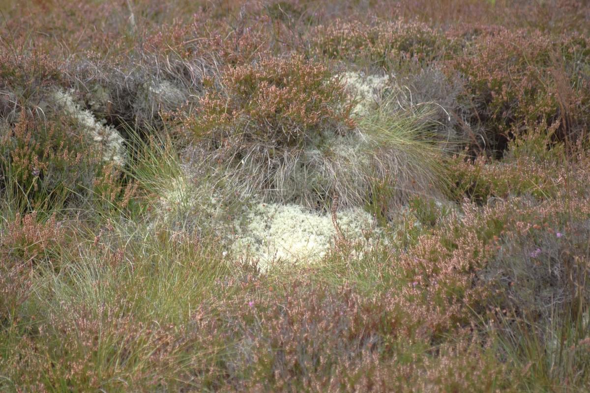 Students learn about the crucial role bogs play in carbon storage and climate regulation. Our lessons highlight the biodiversity found in these ecosystems and the impact of human activity on their health, emphasizing the need for conservation efforts. Ecological Importance What We Do where Galway's Living Bog classes offer a unique and immersive educational experience for schoolchildren. 

These classes are designed to introduce young learners to the rich biodiversity and ecological importance of Ireland's boglands. Through hands-on activities and interactive lessons, students explore the fascinating flora and fauna that make bogs their home, while also learning about the crucial role these ecosystems play in carbon storage and climate regulation. 

By fostering a deep appreciation and understanding of boglands, Bog School aims to inspire the next generation of environmental stewards, empowering them to protect and preserve these vital natural resources for the future.