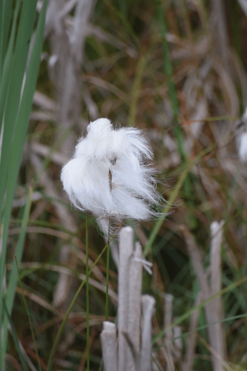 Students learn about the crucial role bogs play in carbon storage and climate regulation. Our lessons highlight the biodiversity found in these ecosystems and the impact of human activity on their health, emphasizing the need for conservation efforts. Ecological Importance What We Do where Galway's Living Bog classes offer a unique and immersive educational experience for schoolchildren. These classes are designed to introduce young learners to the rich biodiversity and ecological importance of Ireland's boglands. Through hands-on activities and interactive lessons, students explore the fascinating flora and fauna that make bogs their home, while also learning about the crucial role these ecosystems play in carbon storage and climate regulation. By fostering a deep appreciation and understanding of boglands, Bog School aims to inspire the next generation of environmental stewards, empowering them to protect and preserve these vital natural resources for the future.