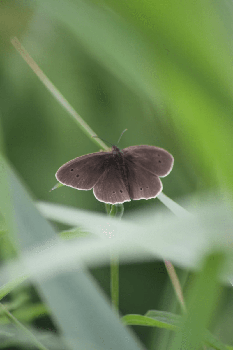 Students learn about the crucial role bogs play in carbon storage and climate regulation. Our lessons highlight the biodiversity found in these ecosystems and the impact of human activity on their health, emphasizing the need for conservation efforts. Ecological Importance What We Do where Galway's Living Bog classes offer a unique and immersive educational experience for schoolchildren. 

These classes are designed to introduce young learners to the rich biodiversity and ecological importance of Ireland's boglands. Through hands-on activities and interactive lessons, students explore the fascinating flora and fauna that make bogs their home, while also learning about the crucial role these ecosystems play in carbon storage and climate regulation. 

By fostering a deep appreciation and understanding of boglands, Bog School aims to inspire the next generation of environmental stewards, empowering them to protect and preserve these vital natural resources for the future.
